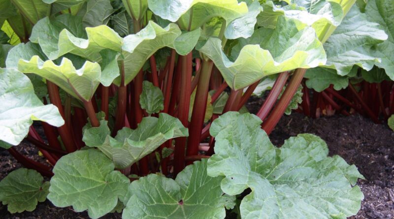 18 Medicinal Health Benefits Of Rheum officinale (Chinese Rhubarb)