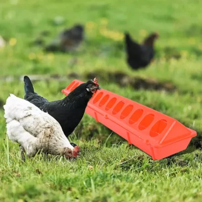 Plastic Flip Top Poultry Feeder Birds feed Long Trough Water Bowl Farming Tool Box for Peacock Pheasants Cockatiels Chick Pigeon - 이미지 5