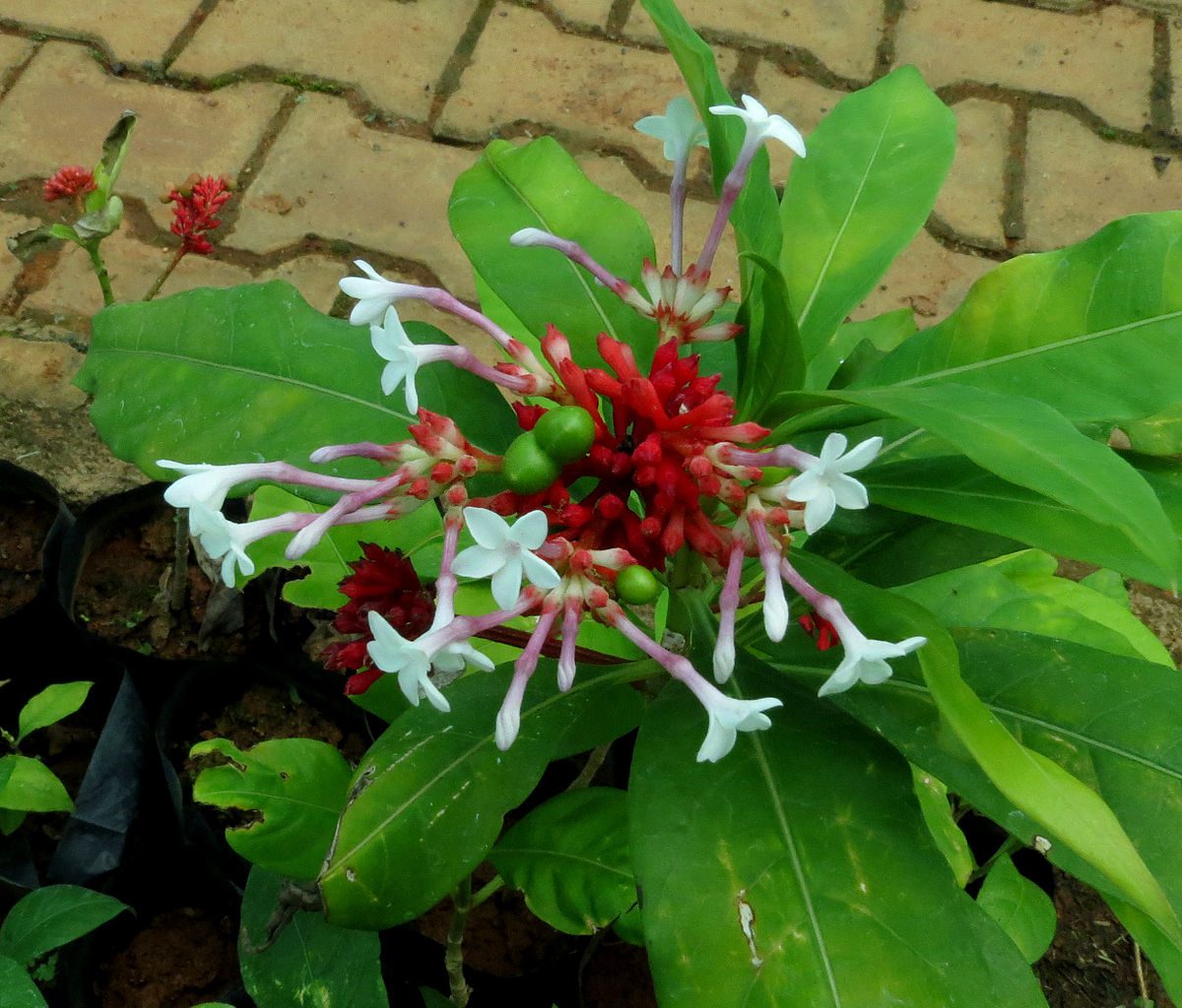 18 Medicinal Health Benefits Of Rauvolfia serpentina (Indian Snakeroot)