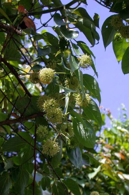 16 Medicinal Health Benefits Of Uncaria rhynchophylla (Cat's Claw)