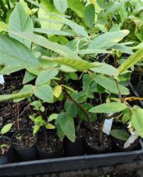 17 Medicinal Health Benefits Of Phyllodium pulchellum (Sensitive Pea) 17 Medicinal Health Benefits Of Phyllodium pulchellum (Sensitive Pea)