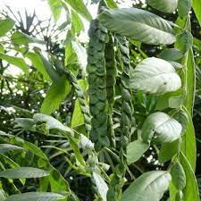17 Medicinal Health Benefits Of Phyllodium pulchellum (Sensitive Pea) Phyllodium pulchellum (Sensitive Pea)