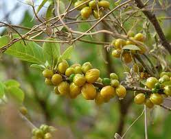 Salacia reticulata (Ceylon oak)