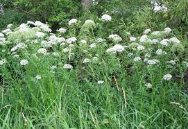 15 Medicinal Health Benefits Of Sium latifolium (Water Parsnip) Sium latifolium (Water Parsnip