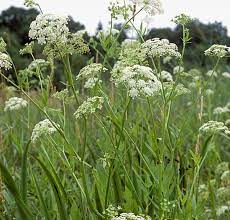 15 Medicinal Health Benefits Of Sium latifolium (Water Parsnip) Sium latifolium (Water Parsnip