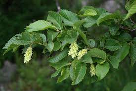 17 Medicinal Health Benefits Of Ostryopsis nobilis (Noble Hop-Hornbeam) Ostryopsis nobilis (Noble Hop-Hornbeam)