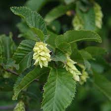 17 Medicinal Health Benefits Of Ostryopsis nobilis (Noble Hop-Hornbeam) Ostryopsis nobilis (Noble Hop-Hornbeam)