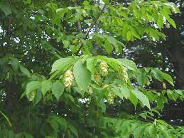 17 Medicinal Health Benefits Of Ostryopsis nobilis (Noble Hop-Hornbeam) Ostryopsis nobilis (Noble Hop-Hornbeam)