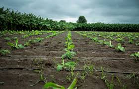 Methods of Field Preparation for Plantain Farming