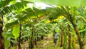 Things to Consider when Selecting a Site for Plantain Farming Business