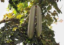 17 Medicinal Health Benefits Of Oroxylum indicum (Shyonaka) Oroxylum indicum (Shyonaka)