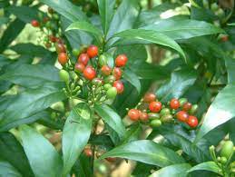 18 Medicinal Health Benefits Of Rauvolfia verticillata (Devil Pepper)