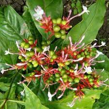 18 Medicinal Health Benefits Of Rauvolfia serpentina (Indian Snakeroot)