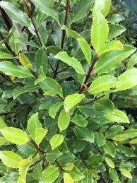 16 Medicinal Health Benefits Of Laurelia novae-zelandiae (Pukatea) Laurelia novae-zelandiae (Pukatea)