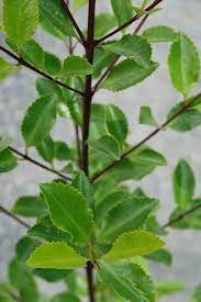 16 Medicinal Health Benefits Of Laurelia novae-zelandiae (Pukatea) Laurelia novae-zelandiae (Pukatea)