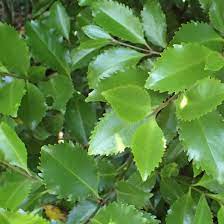 Piper excelsum (Kawakawa)