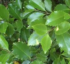 Laurelia novae-zelandiae (Pukatea)
