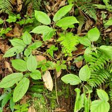 Panax pseudoginseng (Himalayan ginseng)