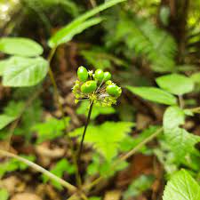 Panax pseudoginseng (Himalayan ginseng)