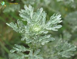 5 Medicinal Health Benefits Of Artemisia herba-alba (White Wormwood)