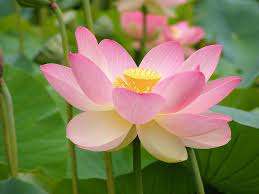 17 Medicinal Health Benefits Of Lotus Seed (Nelumbo nucifera)