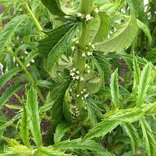 17 Medicinal Health Benefits Of Lycopus lucidus (Shining Bugleweed)