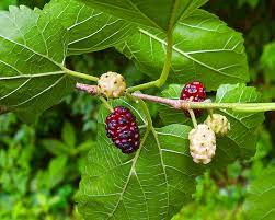 17 Medicinal Health Benefits Of Morus alba (White Mulberry)