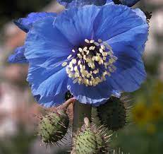 17 Medicinal Health Benefits Of Meconopsis horridula (Tibetan blue poppy)
