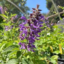 16 Medicinal Health Benefits Of Salvia miltiorrhiza (Danshen) Salvia miltiorrhiza (Danshen)