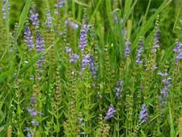 16 Medicinal Health Benefits Of Scutellaria barbata (Barbat Skullcap) Scutellaria barbata (Barbat Skullcap)