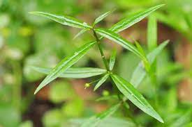 Scleromitrion diffusum (Spreading Diamond Flower)