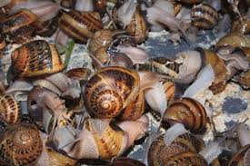 Simple Analysis for Snail Farming Business