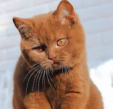 15 Most Affectionate Cat Breeds for You