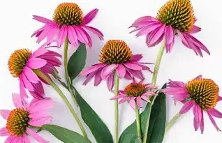 17 Medicinal Health Benefits Of Echinacea angustifolia (Narrow-leaved purple coneflower)