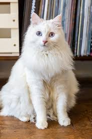 Complete Siberian Cat Adoption Guide and Procedure