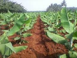 The Recommended Spacing for Plantain Cultivation