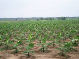 The Recommended Spacing for Plantain Cultivation