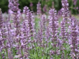 17 Medicinal Health Benefits Of Agastache pallidiflora (Pallid Agastache)