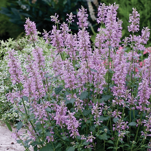17 Medicinal Health Benefits Of Agastache pallidiflora (Pallid Agastache) 17 Medicinal Health Benefits Of Agastache pallidiflora (Pallid Agastache)
