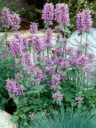 17 Medicinal Health Benefits Of Agastache pallidiflora (Pallid Agastache) 17 Medicinal Health Benefits Of Agastache pallidiflora (Pallid Agastache)