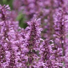 17 Medicinal Health Benefits Of Agastache pallidiflora (Pallid Agastache) 17 Medicinal Health Benefits Of Agastache pallidiflora (Pallid Agastache)