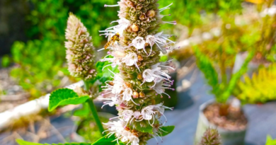 17 Medicinal Health Benefits Of Agastache scrophulariifolia (Purple Giant Hyssop)