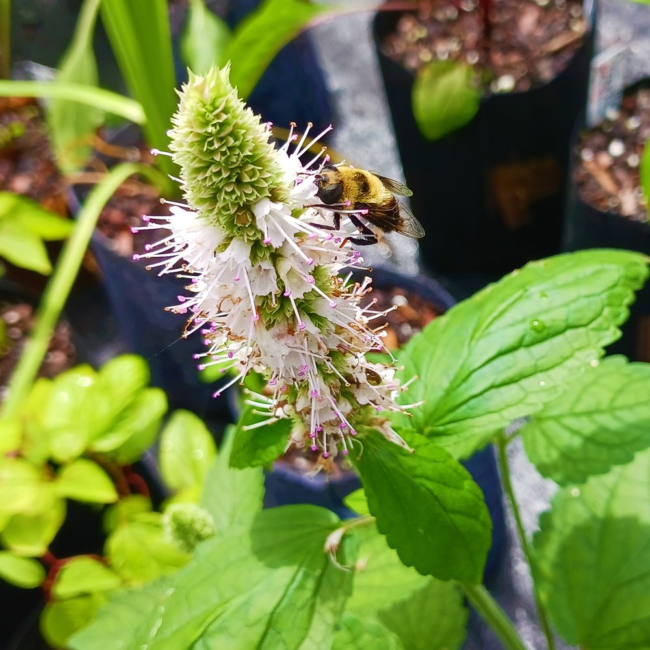17 Medicinal Health Benefits Of Agastache scrophulariifolia (Purple Giant Hyssop)