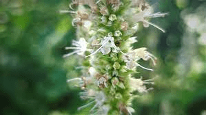 17 Medicinal Health Benefits Of Agastache scrophulariifolia (Purple Giant Hyssop)