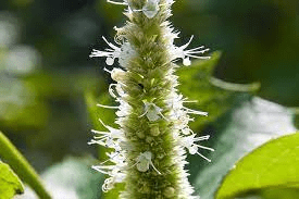 17 Medicinal Health Benefits Of Agastache scrophulariifolia (Purple Giant Hyssop)