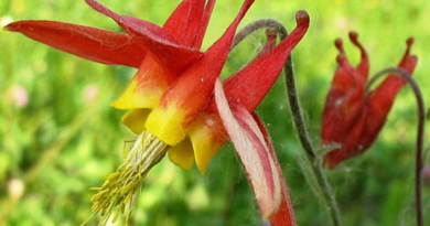 17 Medicinal Health Benefits Of Aquilegia canadensis (Eastern Red Columbine)