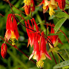 17 Medicinal Health Benefits Of Aquilegia canadensis (Eastern Red Columbine) 17 Medicinal Health Benefits Of Aquilegia canadensis (Eastern Red Columbine)
