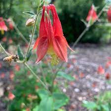 17 Medicinal Health Benefits Of Aquilegia canadensis (Eastern Red Columbine) 17 Medicinal Health Benefits Of Aquilegia canadensis (Eastern Red Columbine)