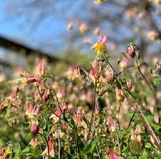 17 Medicinal Health Benefits Of Aquilegia canadensis (Eastern Red Columbine) 17 Medicinal Health Benefits Of Aquilegia canadensis (Eastern Red Columbine)