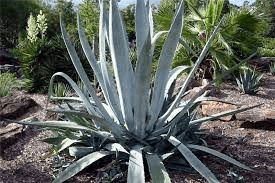 17 Medicinal Health Benefits Of Agave americana (American Aloe)